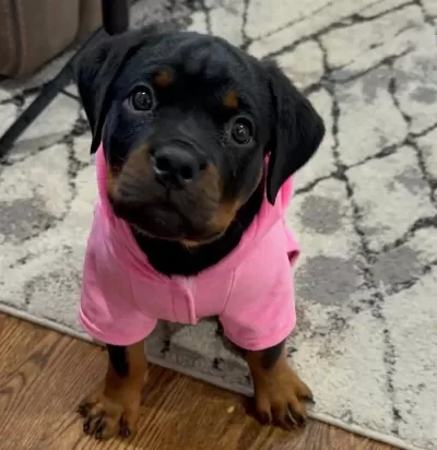 İrkının En İyisi Rottweiler Yavrular Kapıda Ödeme Mevcut
