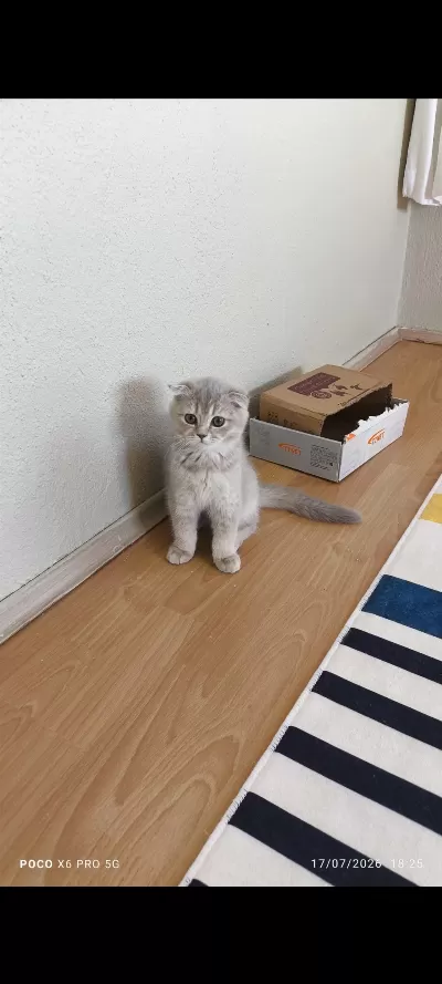 Sağlıklı Scottish Fold Dişi