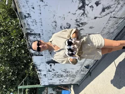 Border Colie Yavrularım Sağlıkla Garantilidir