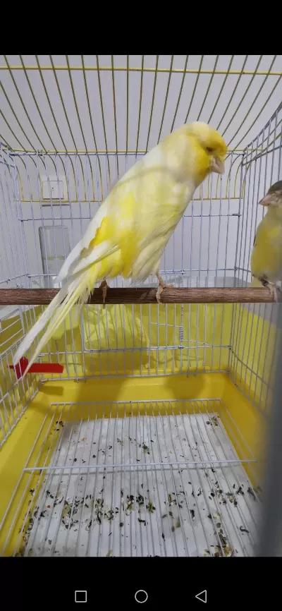 Orjinal Safkan Lankşayir Kanarya 23 Cm