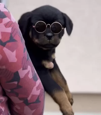 Sağlıklı Rotweiler Safkan