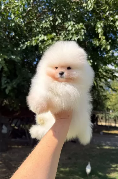 İrk Ve Sağlık Garantili Pomeranian Bebekler