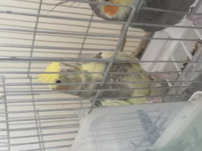 Sultan Papağanı 9 Aylık