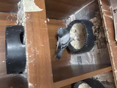 Taklacı Mardin Güvercin