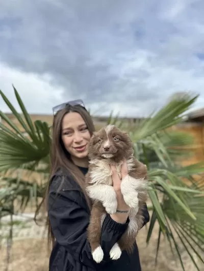 Border Collie Bebekler Zeka Ve Güzellik Bir Arada