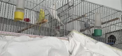 Sağlıklı Çift Muhabbet Kuşu