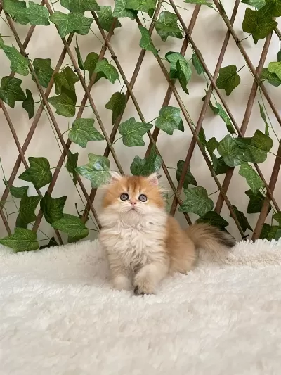 British Longhair Golden Dişi