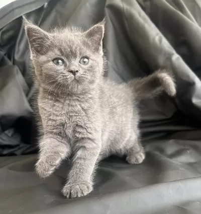 50 Günlük Dişi British Shorthair