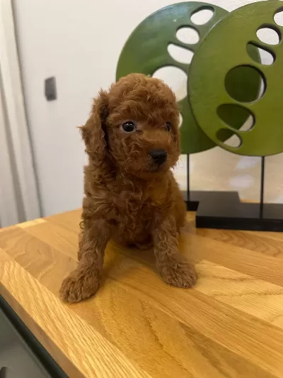 Sakarya’da Sevimli Toy Poodle Yavruları