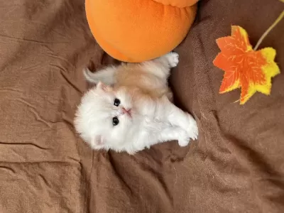 British Longhair Son Yavrular