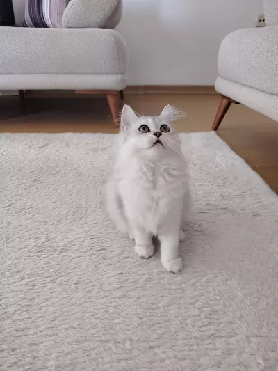 British Longhair Dişi Yavrumuz