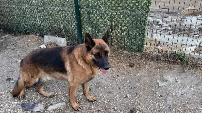 Alman Kurdu İki Dişi Yavru