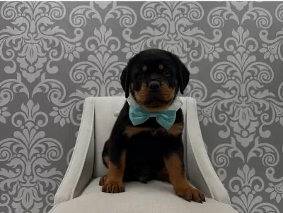 Profesyonel Üretim Çiftliğinden Rottweiler Kapıda Ödeme
