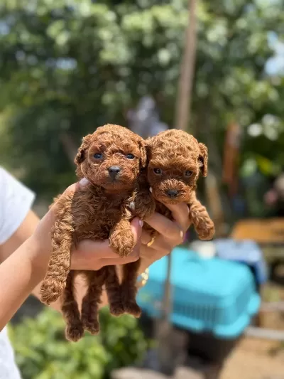 Teacup Kore Poodle Bebekler Aşili Eğitimli