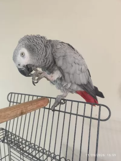 Harika Evcil Jako Papağani