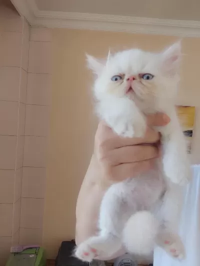 Persian Bebekler Uygun