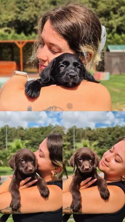Labrador Retriever Yavruları Muhteşem Formda