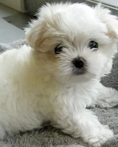 Maltese Terrier Yavrularimiz Ayni Gün Teslimat