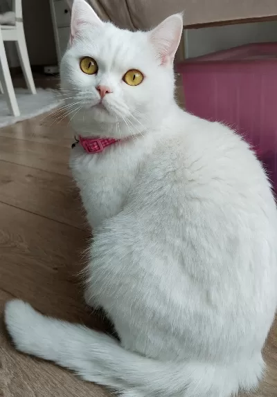 Şecere Kalitesinde Safkan British Shorthair