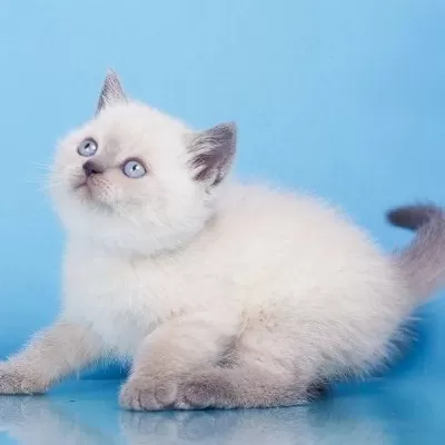 British Shorthair Yavrulari