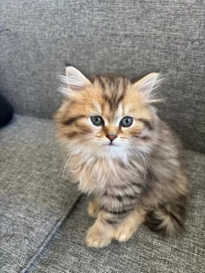 Black Golden British Longhair