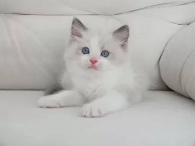 Full Şecereli Ragdoll Yavruları