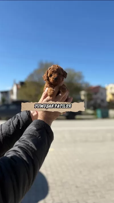 Sağlıklı Orijinal Toy Poodle