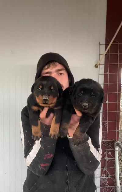 Üst Kali̇te Orji̇nal Rottwei̇ler Yavrularimiz