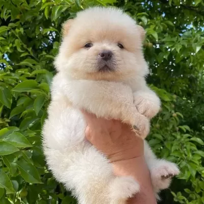 Safkan Chow Chow Yavrular Vonalp Petshop Garanti̇si̇ İle
