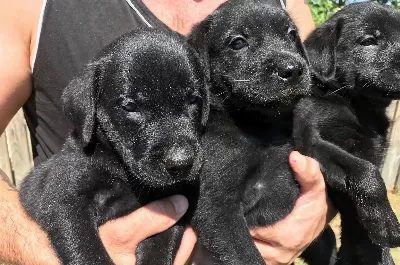 Siyah Sarı Ve Çikolata Labrador Yavrularımız