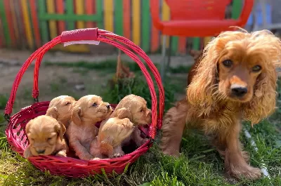 Cocker Bebekler