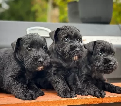 Fci Secereli Miniature Schnauzer