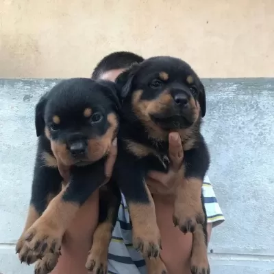 A Scrli Anne Babadan Rottweiler Yavrular Kapıda Ödeme