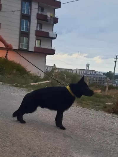 Erkek Show Siyah Alman Kurdu