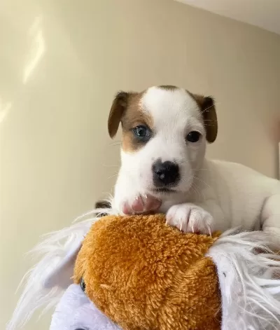 Orjinal Jack Russel Yavrular