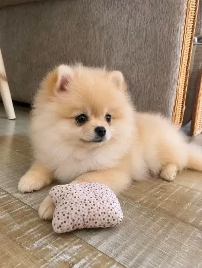 Pomeranian Yavrular Kg Garantili Sıfır Boy