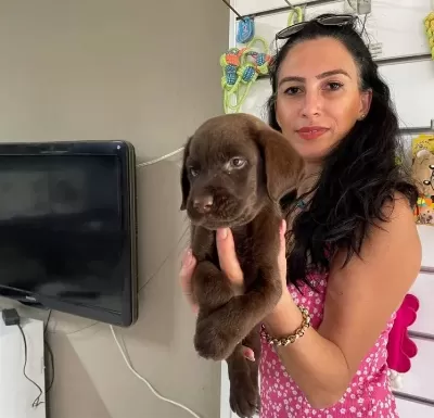 Labrador Yavrularım Sağlık Ve Irk Garantilidir