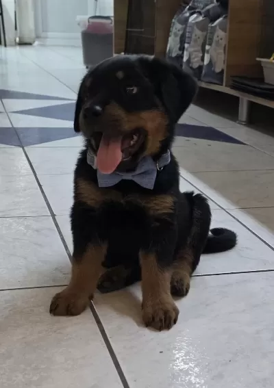 3.5 Aylik Erkek Rottweiler