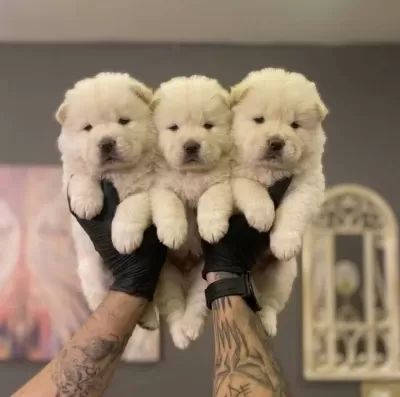 Safkan Chow Chow Yavrulari