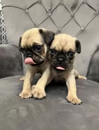 İrk Ve Sağlik Garantili Pug Köpeğimiz