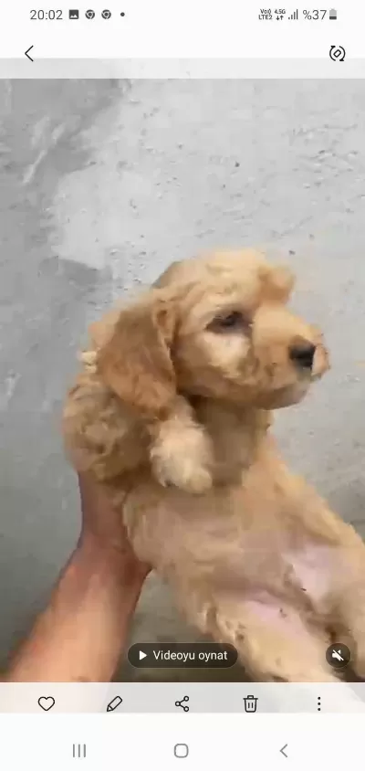 Çok Güzel Dişi Erkek Maltipoo Yavrular