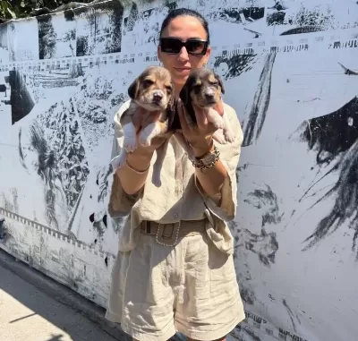 Beagle Yavrularım Sağlık Ve Irk Garantilidir