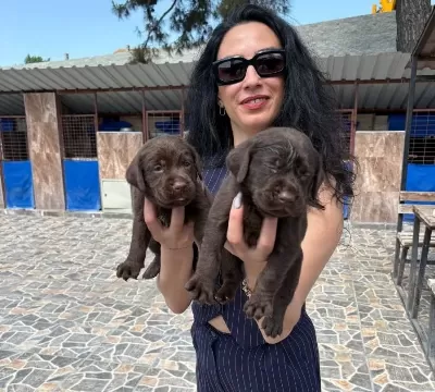 Labrador Retriver Yavrularım Sağlık Ve Irk Garantilidir