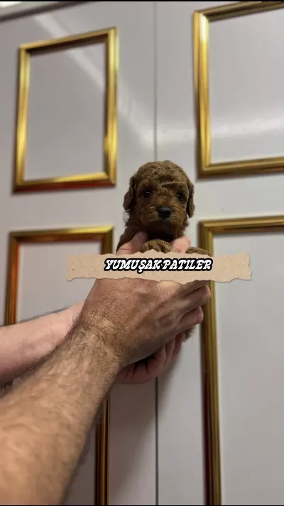 Sevimli İrk Toy Poodle