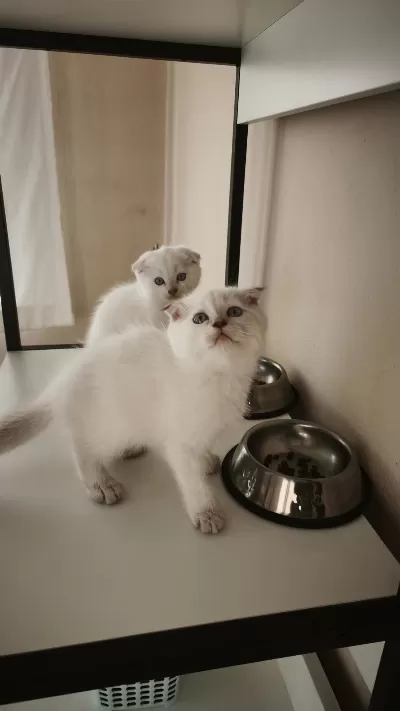 Scottish Fold Yavru Kediler