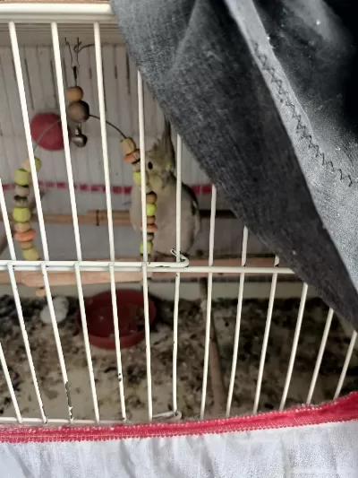 Yavru Grey Sultan Papağanlar Sahiplenmek İstiyor