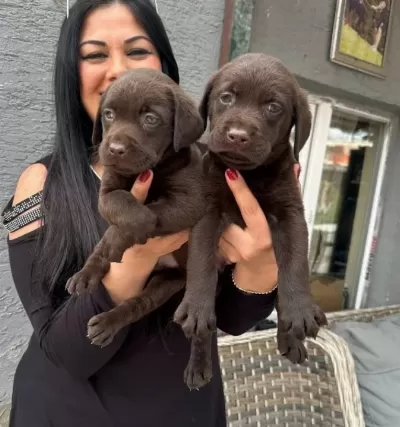 Mükemmel Safkan Çikolata Labrador Yavrularım