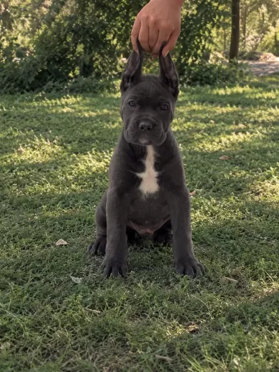 Harika Anatomi Cane Corso Yavrular