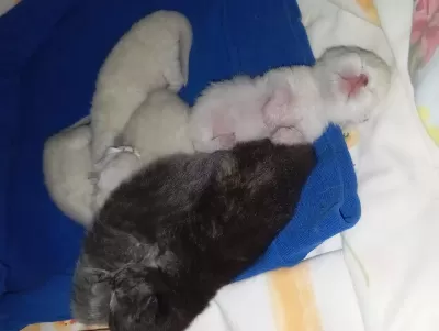 Kedilerimiz Doğdu Toplu Almak İsteyene Uygun