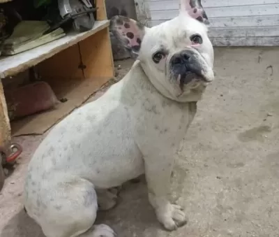 Genç Erkek Fransız Buldog